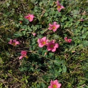 Oxalis purpurea at North Albury, NSW - 24 Aug 2024