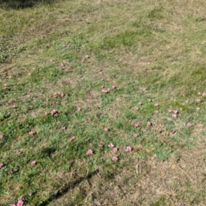 Oxalis purpurea at North Albury, NSW - 24 Aug 2024