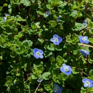 Veronica persica at North Albury, NSW - 24 Aug 2024 01:13 PM