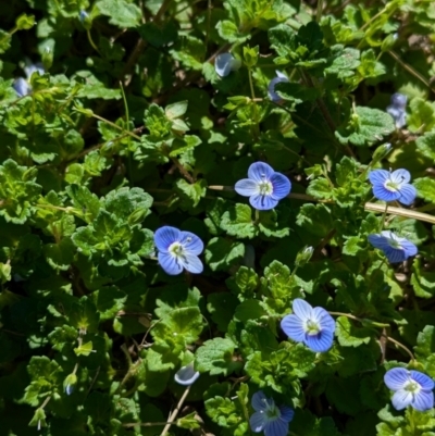 Veronica persica (Creeping Speedwell) at North Albury, NSW - 24 Aug 2024 by Darcy