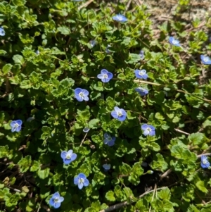 Veronica persica at North Albury, NSW - 24 Aug 2024 01:13 PM