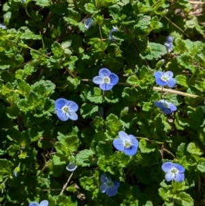 Veronica persica at North Albury, NSW - 24 Aug 2024 01:13 PM