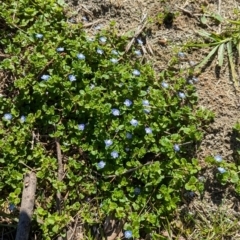 Veronica persica at North Albury, NSW - 24 Aug 2024 01:13 PM