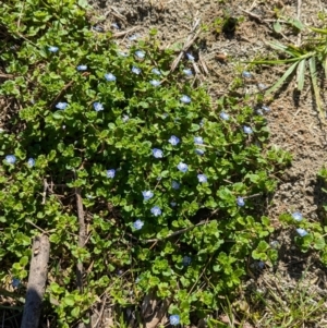 Veronica persica at North Albury, NSW - 24 Aug 2024 01:13 PM