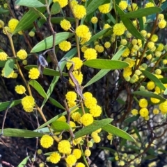 Acacia verniciflua (Varnish Wattle) at Hall, ACT - 24 Aug 2024 by strigo