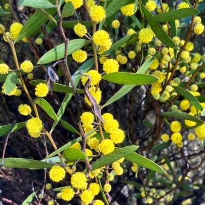 Acacia verniciflua (Varnish Wattle) at Hall, ACT - 24 Aug 2024 by strigo