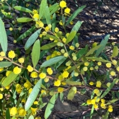 Acacia verniciflua at Hall, ACT - 24 Aug 2024