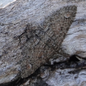 Chloroclystis filata at Hall, ACT - 24 Aug 2024