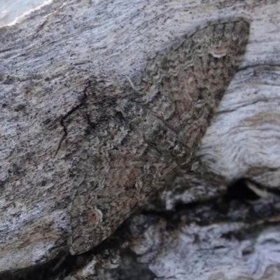 Pasiphilodes testulata (Pome looper) at Hall, ACT - 24 Aug 2024 by Anna123