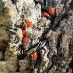 Dindymus versicolor at Ainslie, ACT - 24 Aug 2024