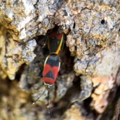 Dindymus versicolor at Ainslie, ACT - 24 Aug 2024