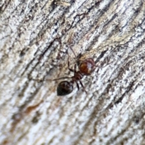 Crematogaster sp. (genus) at Ainslie, ACT - 24 Aug 2024 03:26 PM