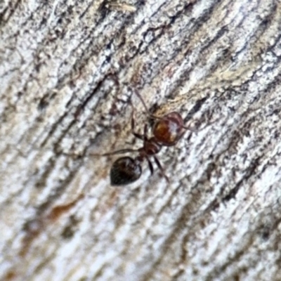 Crematogaster sp. (genus) (Acrobat ant, Cocktail ant) at Ainslie, ACT - 24 Aug 2024 by Hejor1