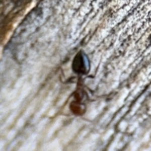 Crematogaster sp. (genus) at Ainslie, ACT - 24 Aug 2024 03:26 PM