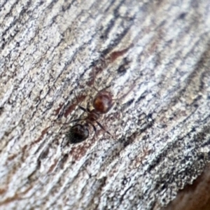 Crematogaster sp. (genus) at Ainslie, ACT - 24 Aug 2024 03:26 PM