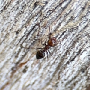 Crematogaster sp. (genus) at Ainslie, ACT - 24 Aug 2024 03:26 PM