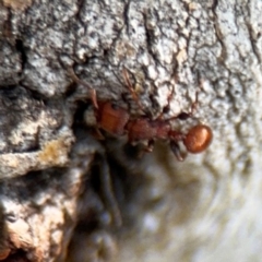 Podomyrma sp. (genus) (Muscleman Tree Ant) at Ainslie, ACT - 24 Aug 2024 by Hejor1