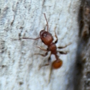 Podomyrma sp. (genus) at Ainslie, ACT - 24 Aug 2024