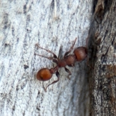 Podomyrma sp. (genus) at Ainslie, ACT - 24 Aug 2024