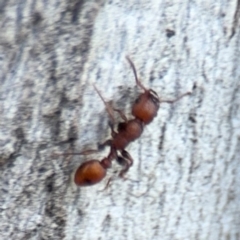 Podomyrma sp. (genus) at Ainslie, ACT - 24 Aug 2024