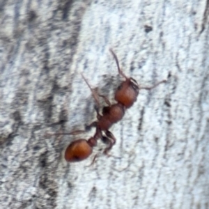 Podomyrma sp. (genus) at Ainslie, ACT - 24 Aug 2024 03:25 PM