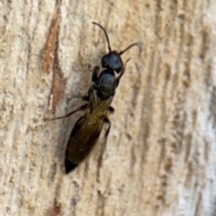 Bethylidae (family) (Bethylid wasp) at Ainslie, ACT - 24 Aug 2024 by Hejor1