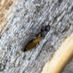 Bethylidae (family) at Ainslie, ACT - 24 Aug 2024