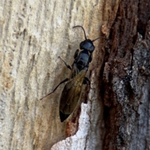 Bethylidae (family) at Ainslie, ACT - 24 Aug 2024