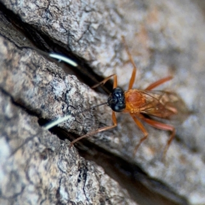 Stiromesostenus sp. (genus) (An ichneumon wasp) at Ainslie, ACT - 24 Aug 2024 by Hejor1