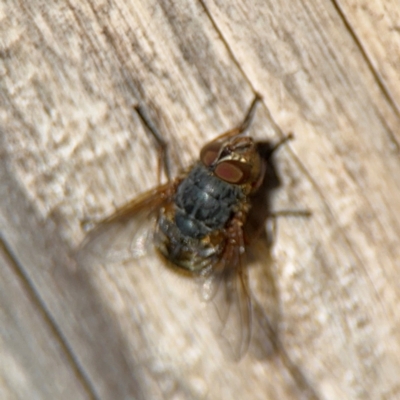 Calliphora sp. (genus) (Unidentified blowfly) at Ainslie, ACT - 24 Aug 2024 by Hejor1