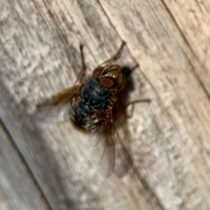 Calliphora sp. (genus) at Ainslie, ACT - 24 Aug 2024