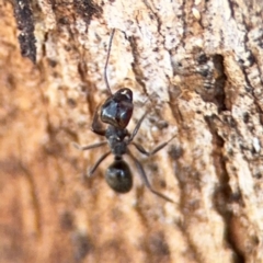 Notoncus sp. (genus) (A Notoncus ant) at Ainslie, ACT - 24 Aug 2024 by Hejor1