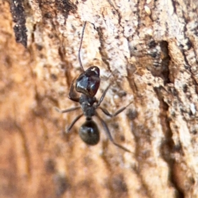 Notoncus sp. (genus) (A Notoncus ant) at Ainslie, ACT - 24 Aug 2024 by Hejor1