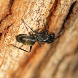 Camponotus aeneopilosus at Ainslie, ACT - 24 Aug 2024