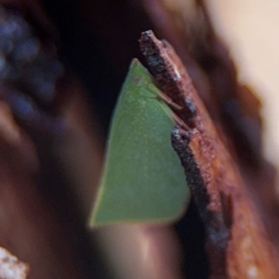 Siphanta acuta (Green planthopper, Torpedo bug) at Ainslie, ACT - 24 Aug 2024 by Hejor1