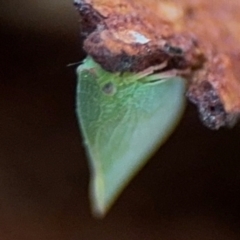 Siphanta acuta at Ainslie, ACT - 24 Aug 2024 03:08 PM