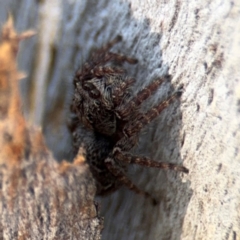 Servaea sp. (genus) (Unidentified Servaea jumping spider) at Ainslie, ACT - 24 Aug 2024 by Hejor1