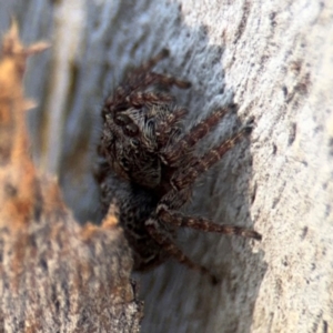 Servaea sp. (genus) at Ainslie, ACT - 24 Aug 2024 02:58 PM