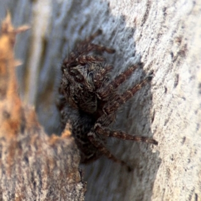 Servaea sp. (genus) (Unidentified Servaea jumping spider) at Ainslie, ACT - 24 Aug 2024 by Hejor1