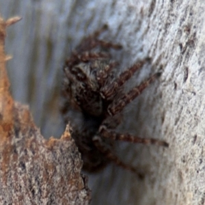 Servaea sp. (genus) at Ainslie, ACT - 24 Aug 2024 02:58 PM