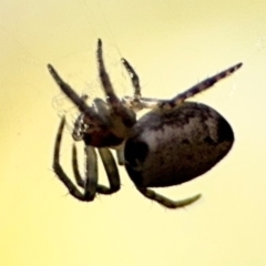 Araneus dimidiatus (Half Orb-weaver) at Ainslie, ACT - 24 Aug 2024 by Hejor1