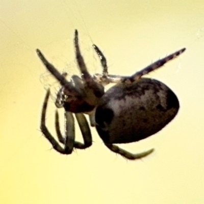 Araneus dimidiatus (Half Orb-weaver) at Ainslie, ACT - 24 Aug 2024 by Hejor1