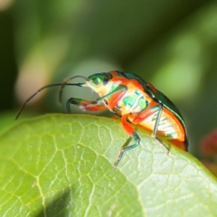 Scutiphora pedicellata (Metallic Jewel Bug) at Ainslie, ACT - 24 Aug 2024 by Hejor1