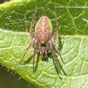 Araneus talipedatus at Ainslie, ACT - 24 Aug 2024 02:47 PM