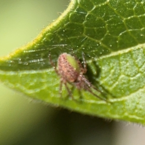 Araneus talipedatus at Ainslie, ACT - 24 Aug 2024 02:47 PM