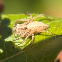 Oxyopes (genus) (Lynx spider) at Ainslie, ACT - 24 Aug 2024 by Hejor1