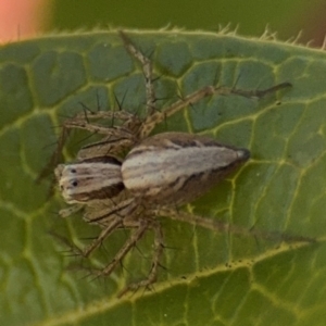 Oxyopes sp. (genus) at Ainslie, ACT - 24 Aug 2024 02:46 PM