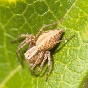 Oxyopes sp. (genus) at Ainslie, ACT - 24 Aug 2024 02:46 PM