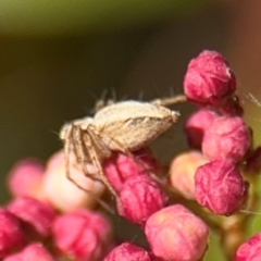 Oxyopes sp. (genus) at Ainslie, ACT - 24 Aug 2024 02:46 PM