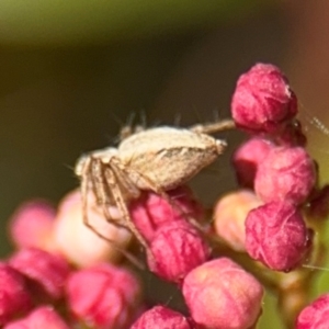 Oxyopes sp. (genus) at Ainslie, ACT - 24 Aug 2024 02:46 PM